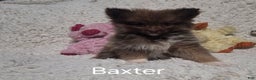 Pomeranian dogs for sale: Baxter - Ad 10