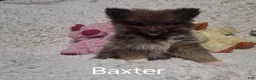 Pomeranian dogs for sale: Baxter - Ad 13