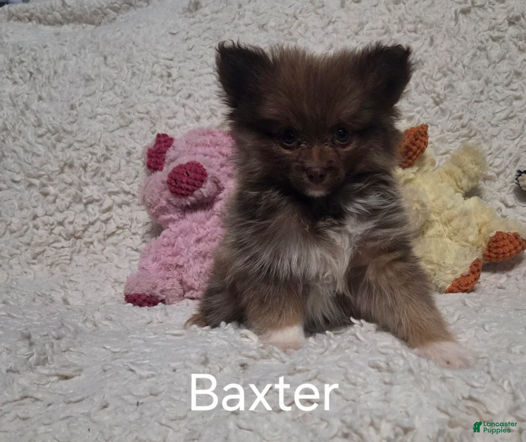 Pomeranian dogs for sale: Baxter - Ad 13