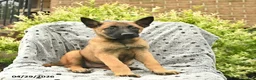 Belgian Malinois dogs for sale: Trixie  - Ad 3
