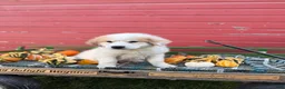 Great Pyrenees dogs for sale: Clark - Ad 5