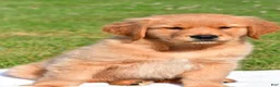 Golden Retriever dogs for sale: Max - Ad 5