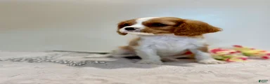 Cookie Cavalier King Charles Spaniel 