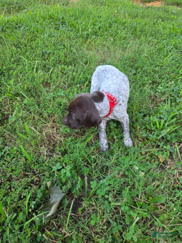 German Shorthaired Pointer dogs Red Collar Girl - Ad 2