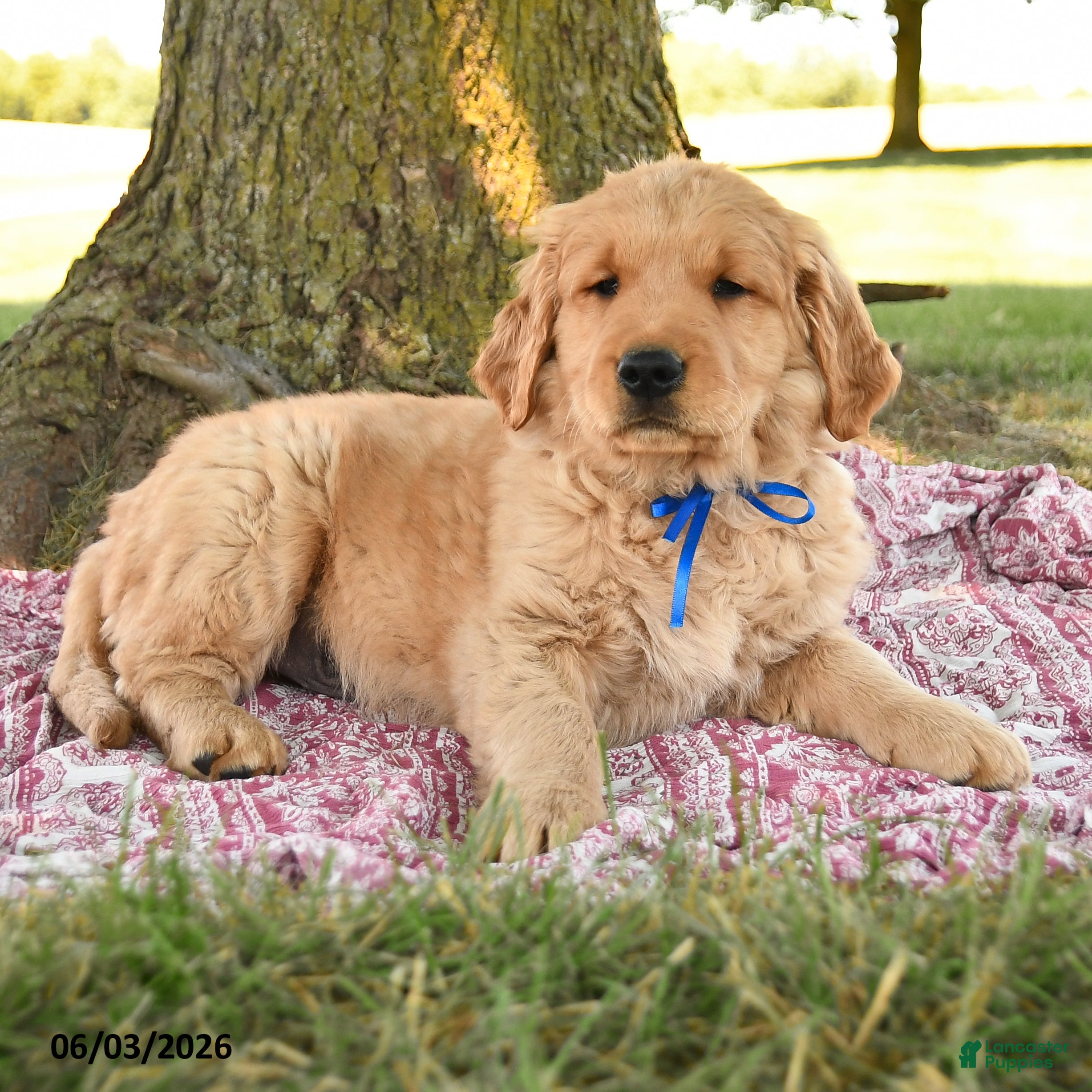 Golden Retriever dogs for sale: King Blue - Ad 2