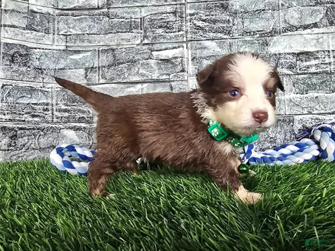 Toy Australian Shepherd dogs for sale: Boy 3 - Ad 5