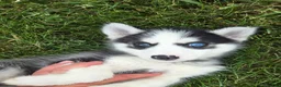 Siberian Husky dogs for sale: Emerson  - Ad 12