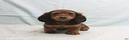 Dachshund dogs for sale: April - Ad 5