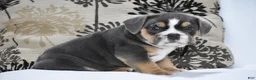Beabull dogs for sale: Gizmo - Ad 4