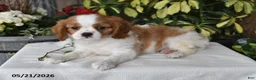 Cavalier King Charles Spaniel dogs for sale: Dolly - Ad 5