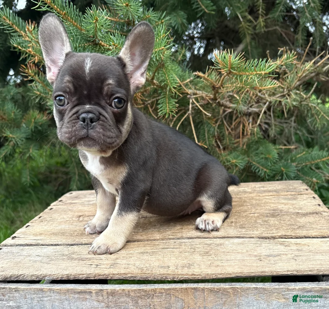 French Bulldog dogs for sale: Kiki - Ad 1