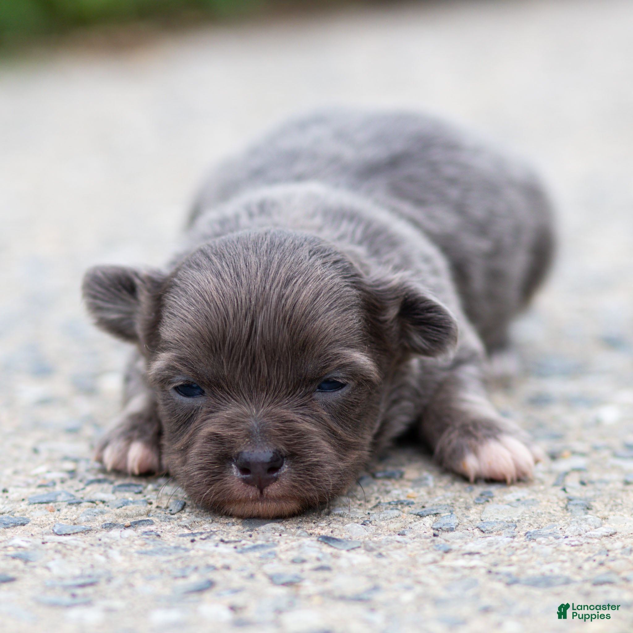 Chihuahua dogs Waylon Chihuahua Puppy  - Ad 2
