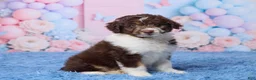 Aussiedoodle dogs for sale: Casper - Ad 3