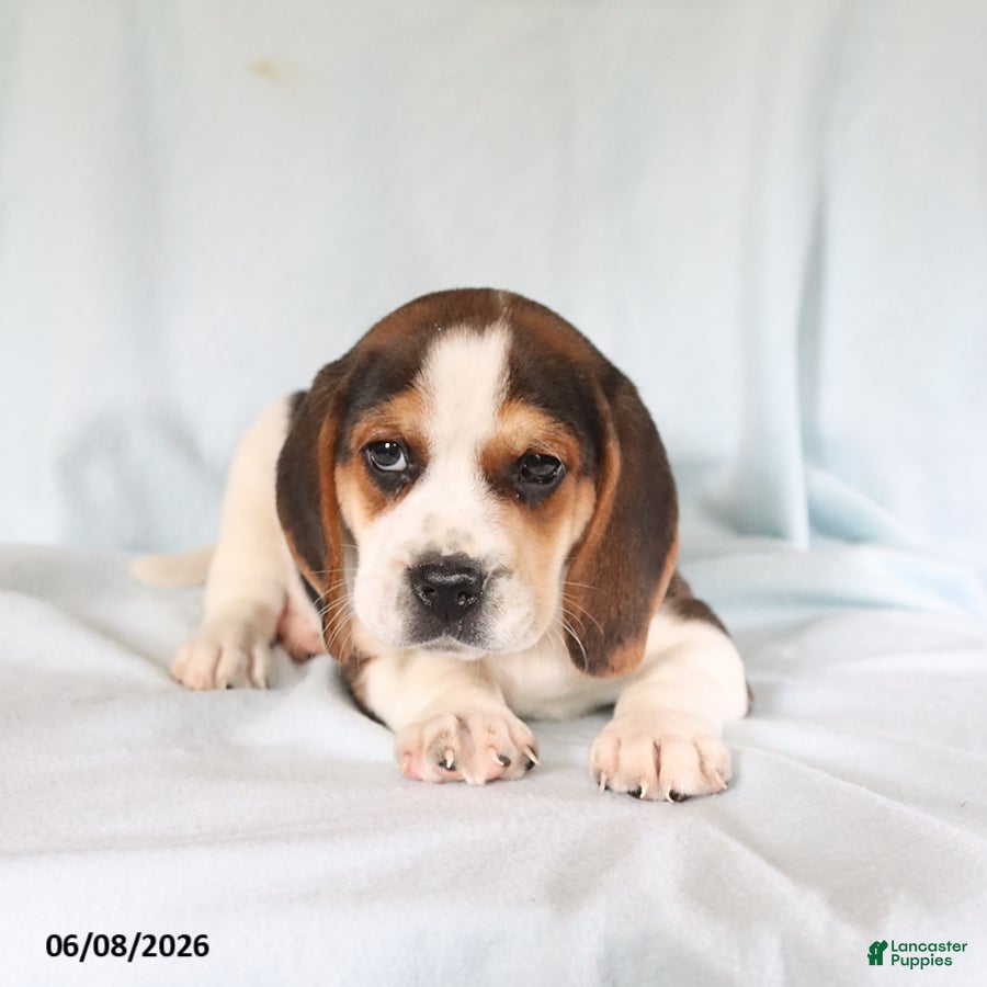 Beagle dogs Spot - Ad 2