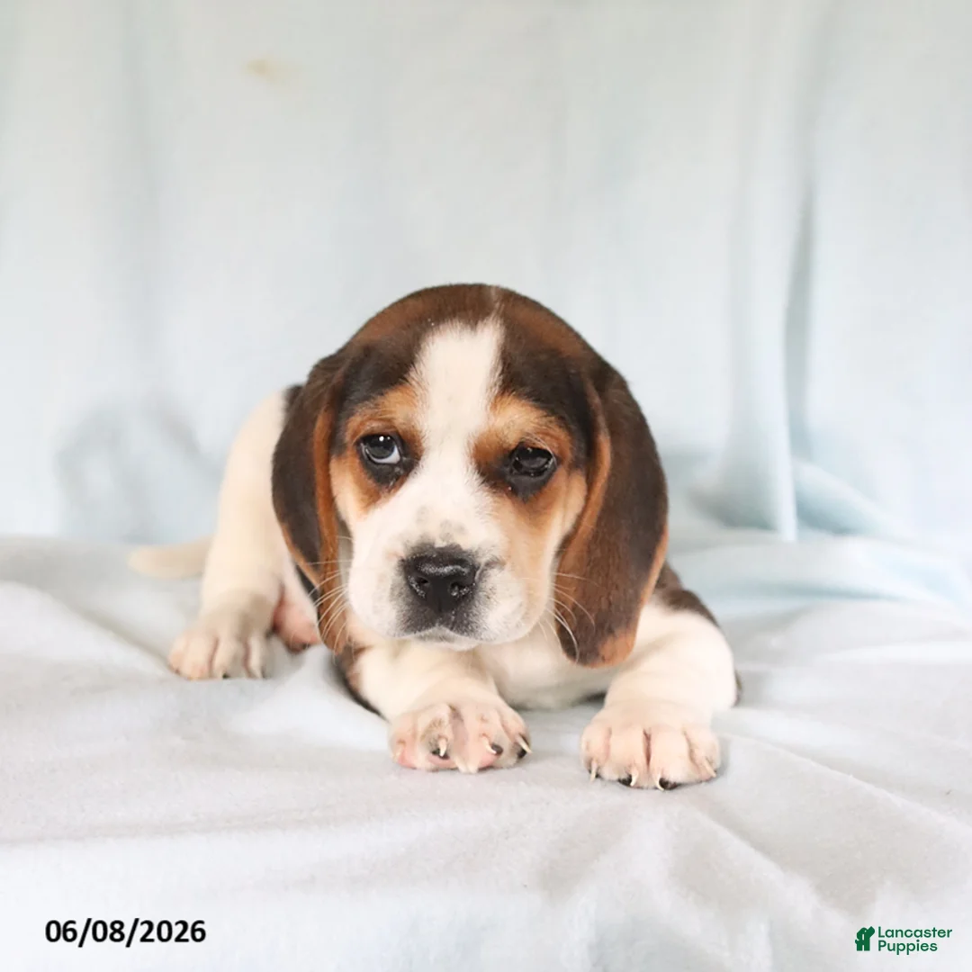 Beagle dogs for sale: Spot - Ad 2