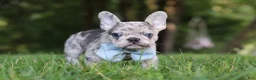 French Bulldog dogs for sale: Brodie - Ad 4