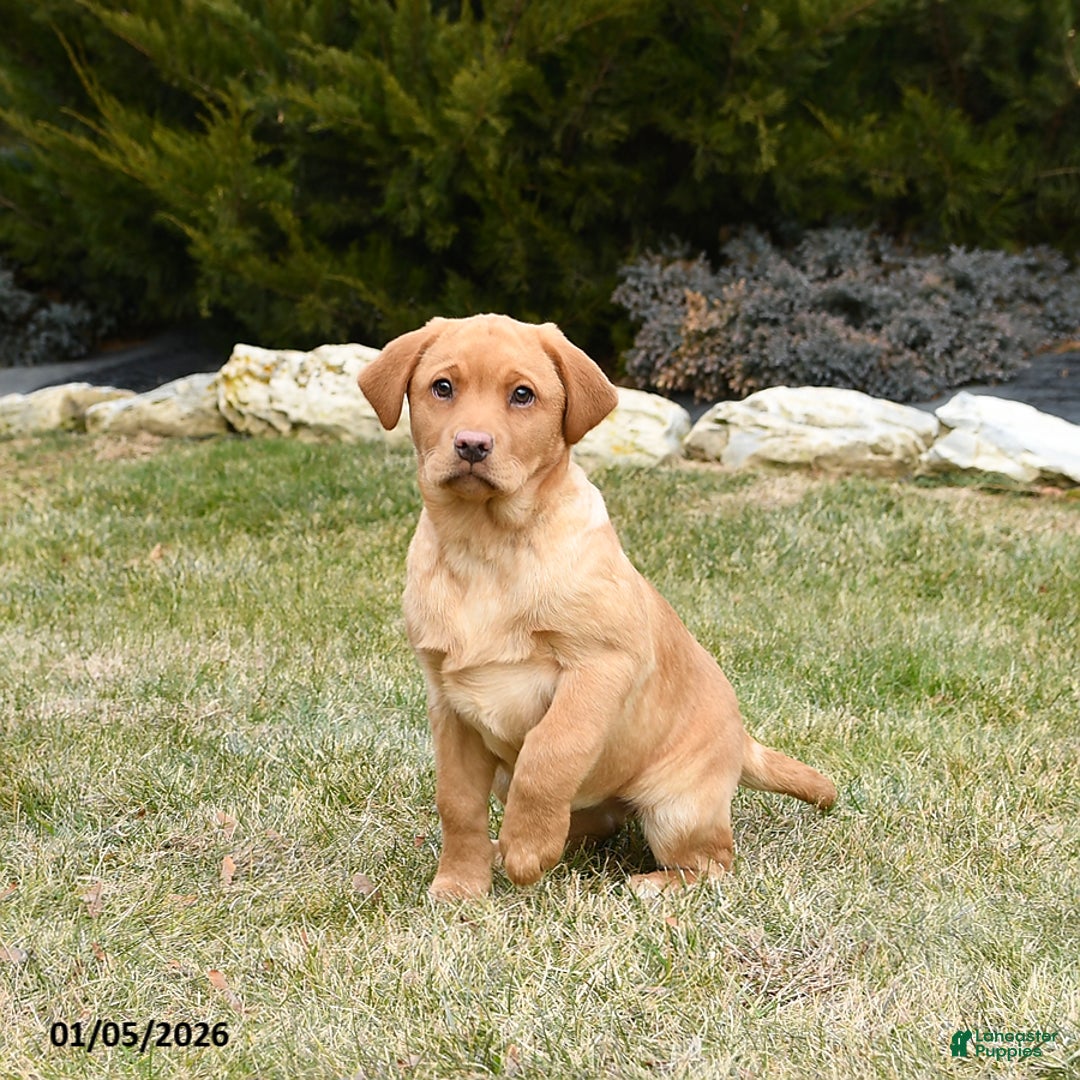 Labrador Retriever dogs for sale: Roxy - Ad 2