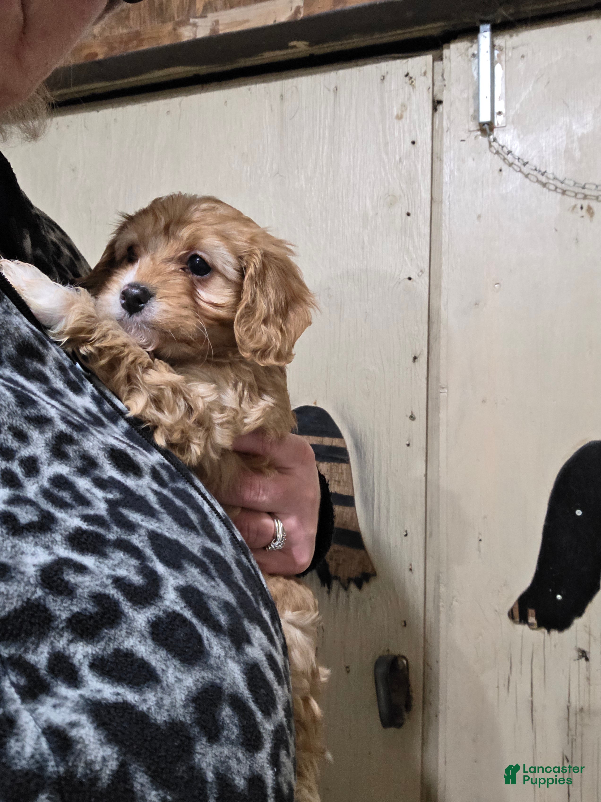 Cavapoo dogs Archie - Ad 2