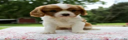 Cavalier King Charles Spaniel dogs for sale: Beau - Ad 4