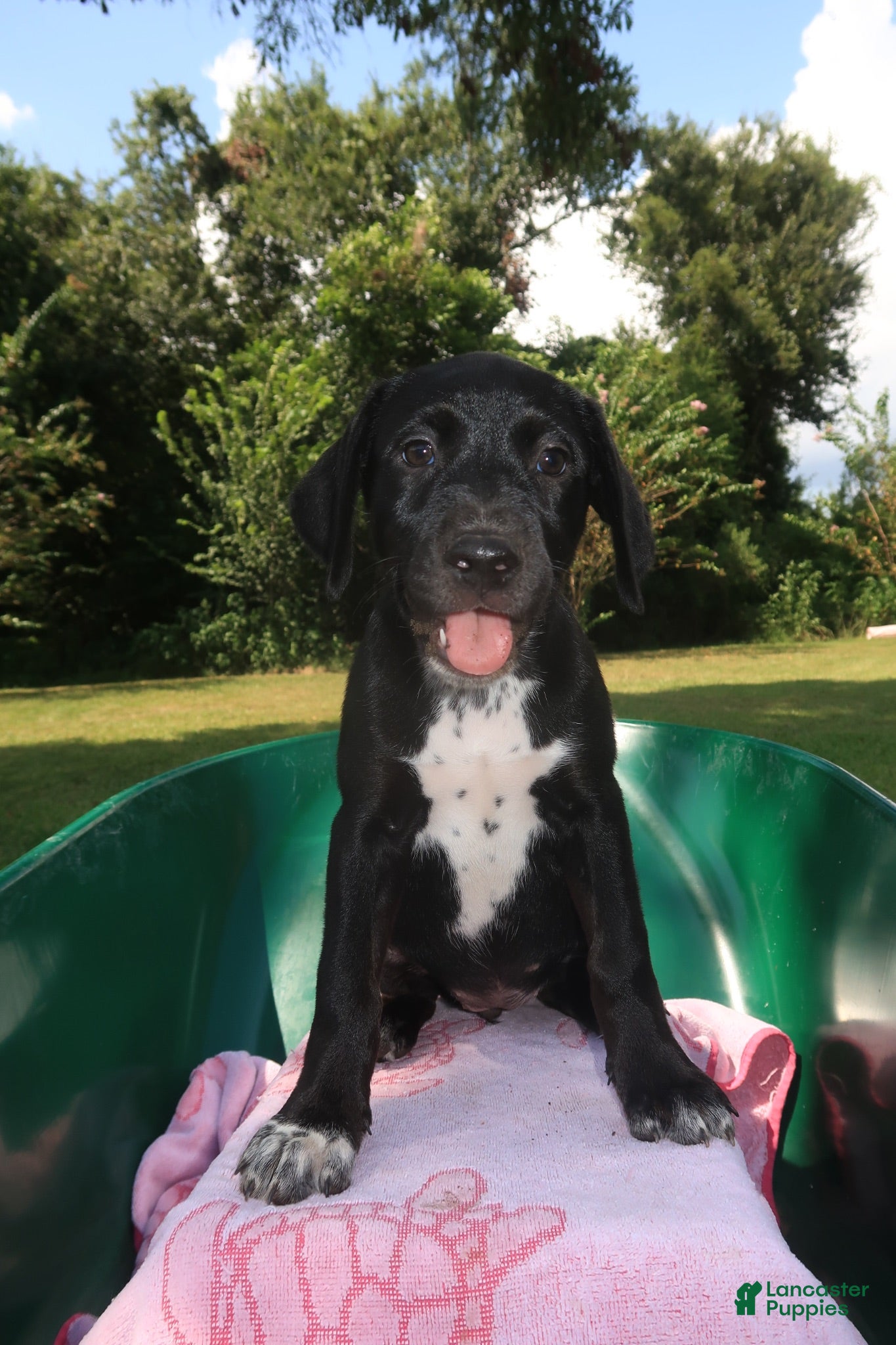 Mixed Breed dogs Mystic - Ad 1