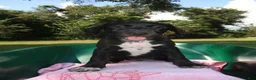 Mixed Breed dogs for sale: Mystic - Ad 1