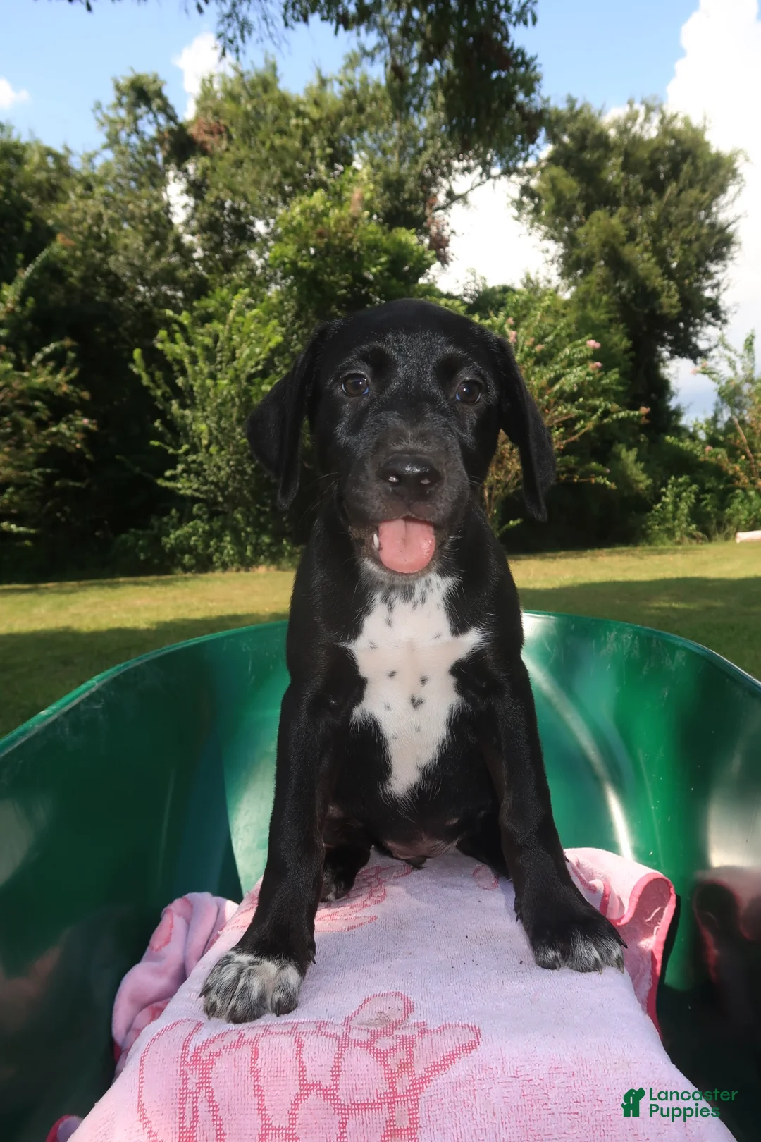 Mixed Breed dogs for sale: Mystic - Ad 1