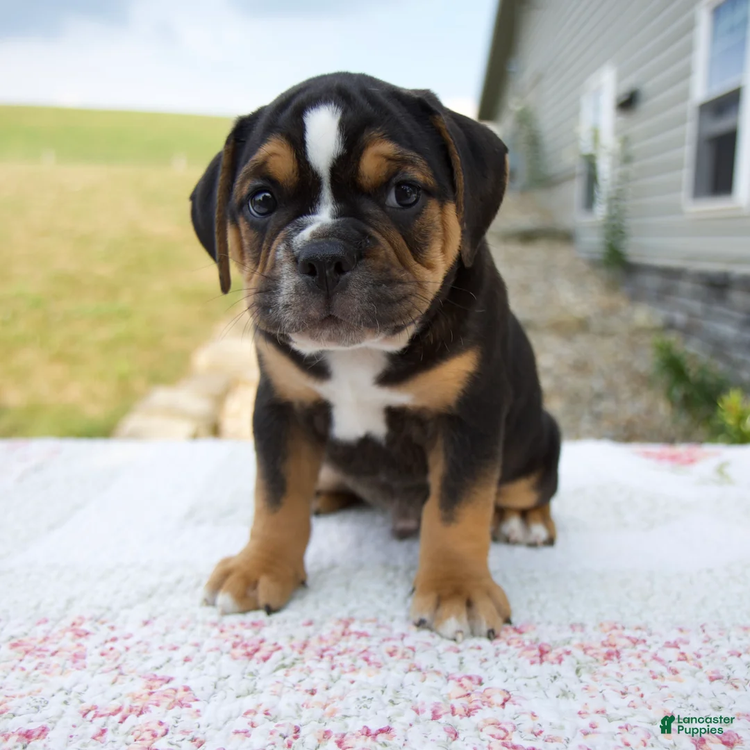Beabull dogs for sale: Bentley - Ad 1