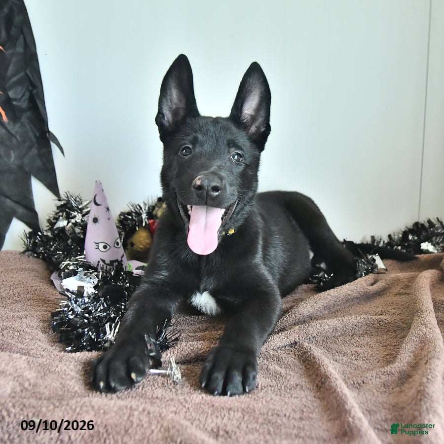 Belgian Malinois dogs Ron  - Ad 1