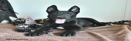 Belgian Malinois dogs for sale: Ron  - Ad 1