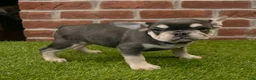 French Bulldog dogs for sale: Mandy - Ad 1