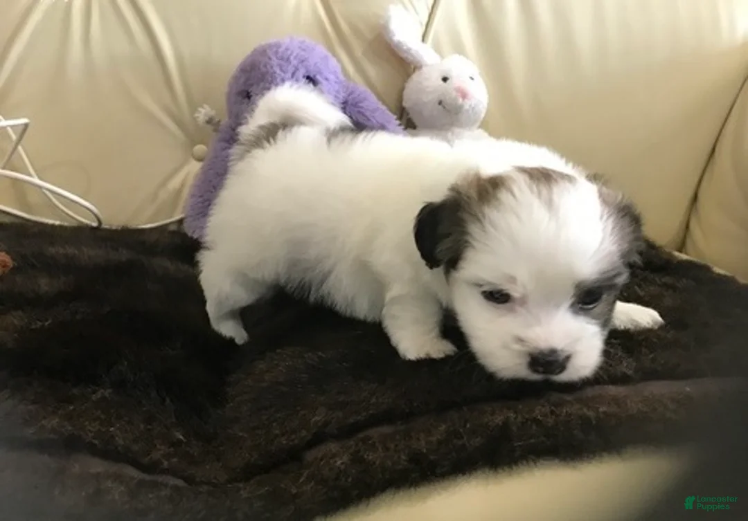 Shih Tzu dogs for sale: Mally - Ad 3