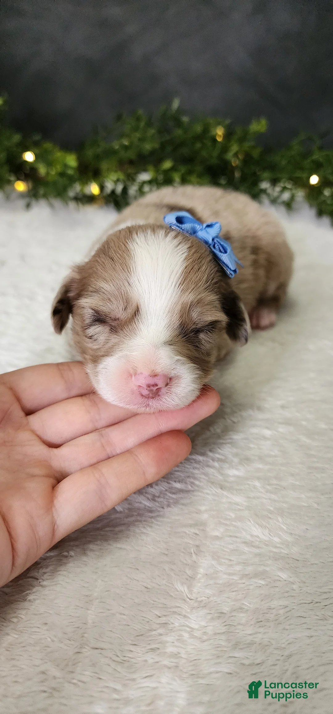Miniature Australian Shepherd dogs for sale: Charlie  - Ad 2