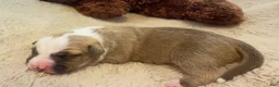 American Bully dogs for sale: American Bully 6 - Ad 2