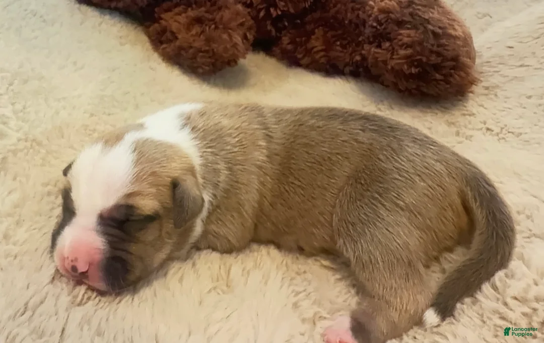 American Bully dogs for sale: American Bully 6 - Ad 2