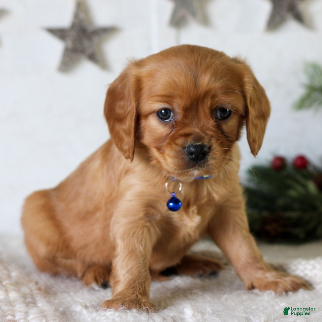 Miniature Golden Retriever dogs for sale: Domino  - Ad 4