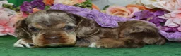 Cocker Spaniel dogs for sale: AKC Lily Chocolate Tan Merle Amerrican Cocker Spaniel Puppy - Ad 4