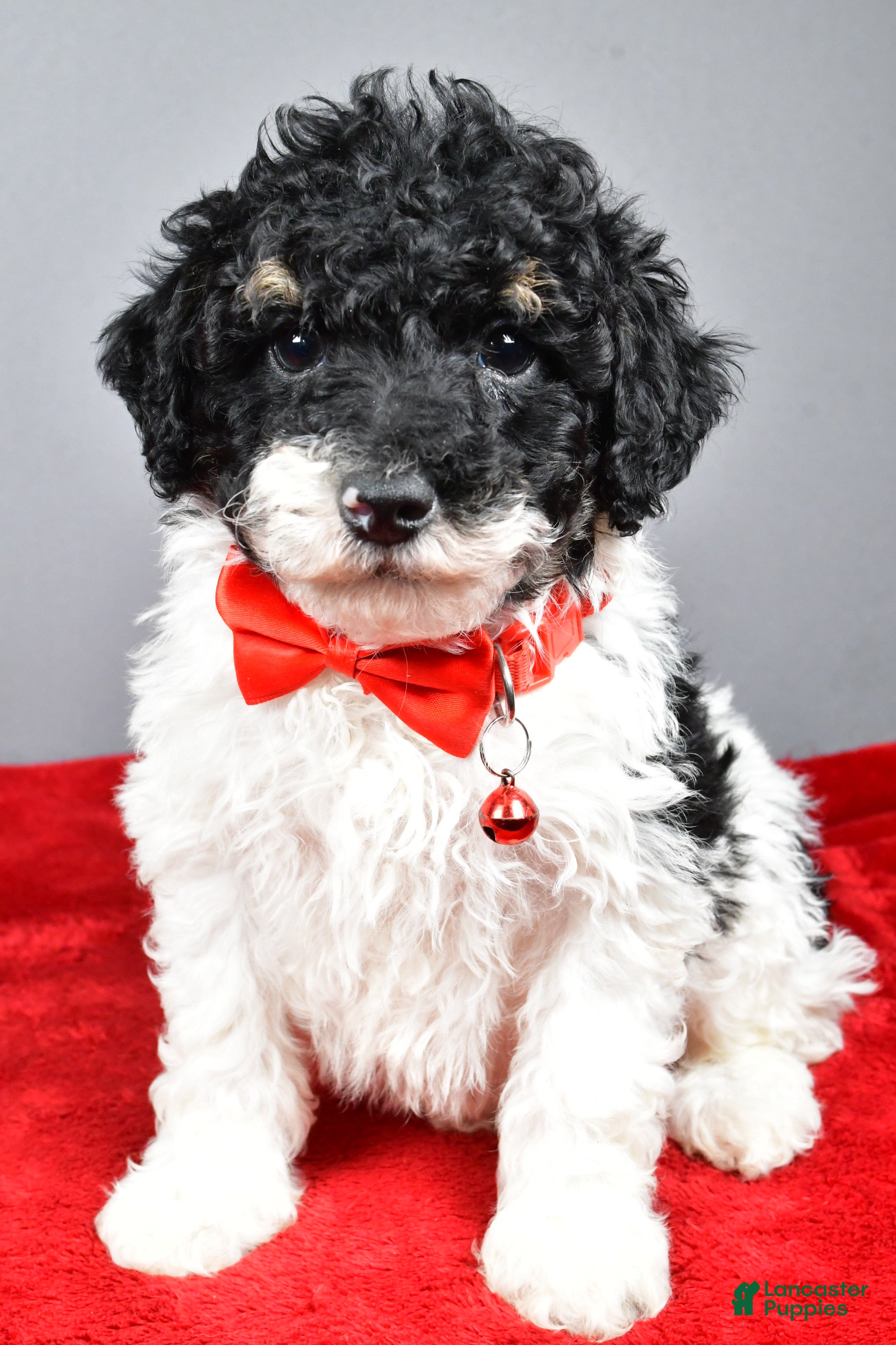 Miniature Poodle dogs Alexander - Ad 25