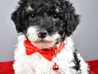 Miniature Poodle dogs Alexander - Ad 23