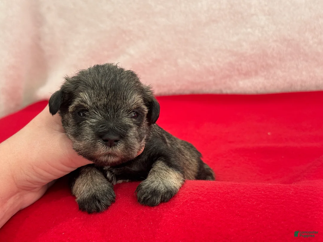 Miniature Schnauzer dogs for sale: Gypsy Female 3 - Ad 2