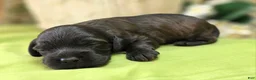 Cockapoo dogs for sale: Tinkerbell - Ad 4