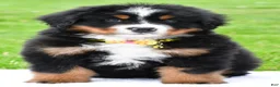 Bernese Mountain Dog dogs for sale: Rocket - Ad 2