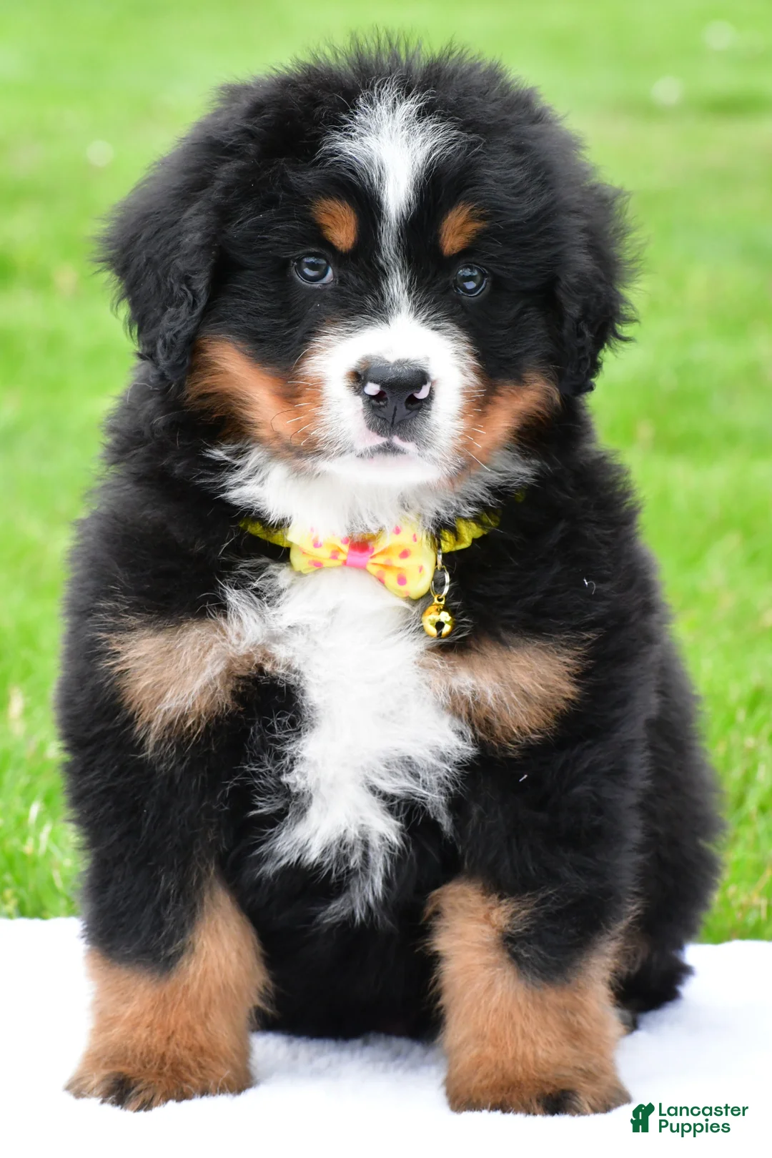 Bernese Mountain Dog dogs for sale: Rocket - Ad 2