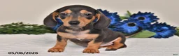 Miniature Dachshund dogs for sale: Jackson - Ad 4
