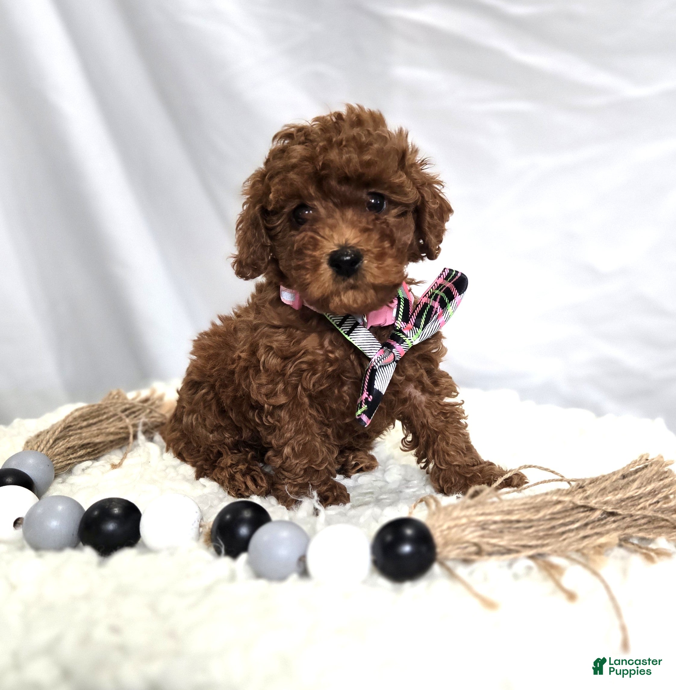 Toy Poodle dogs Daisy - Ad 2