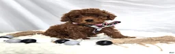 Toy Poodle dogs for sale: Daisy - Ad 2