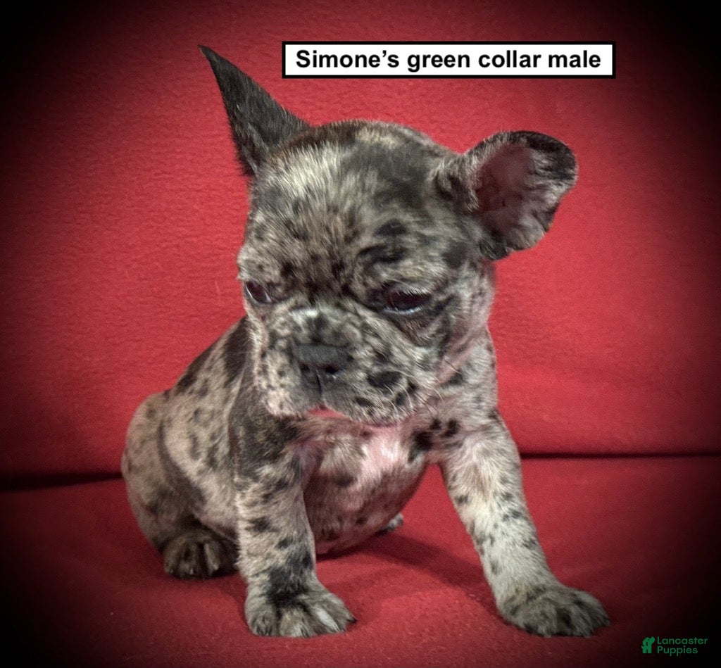 French Bulldog dogs AKC Simone's Green Collar Male - Ad 33