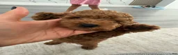 Miniature Poodle dogs for sale: Miniature Poodle 1 - Ad 4