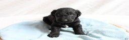 Mixed Breed dogs for sale: Cedar - Ad 1