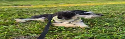 Toy Poodle dogs for sale: Marshall  - Ad 2