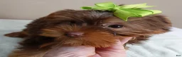 Yorkshire Terrier dogs for sale: Samson - Ad 3